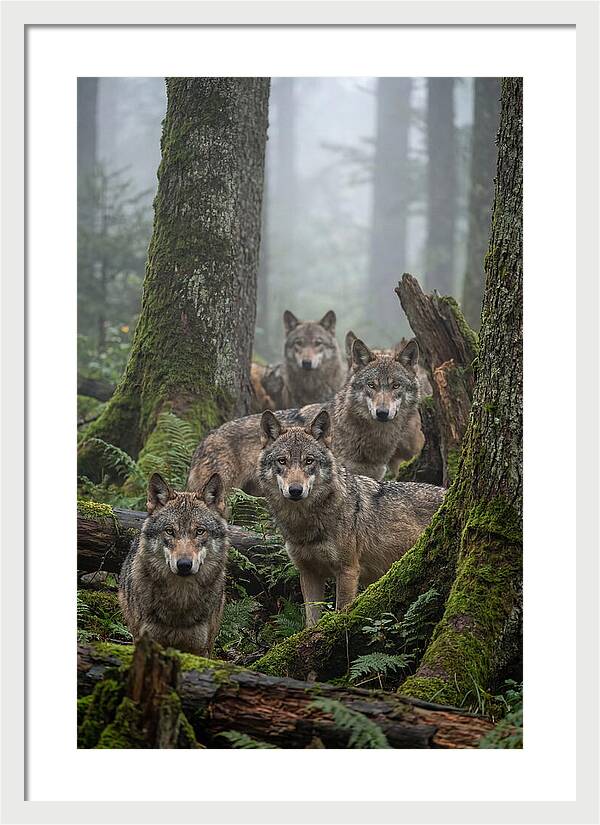 European Wolves In The Mist