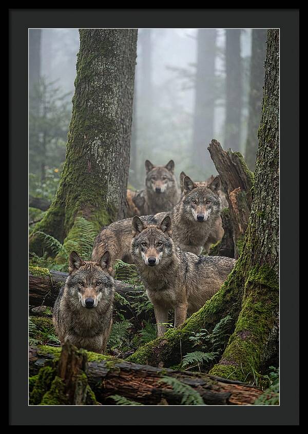 European Wolves In The Mist