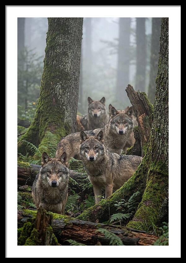 European Wolves In The Mist