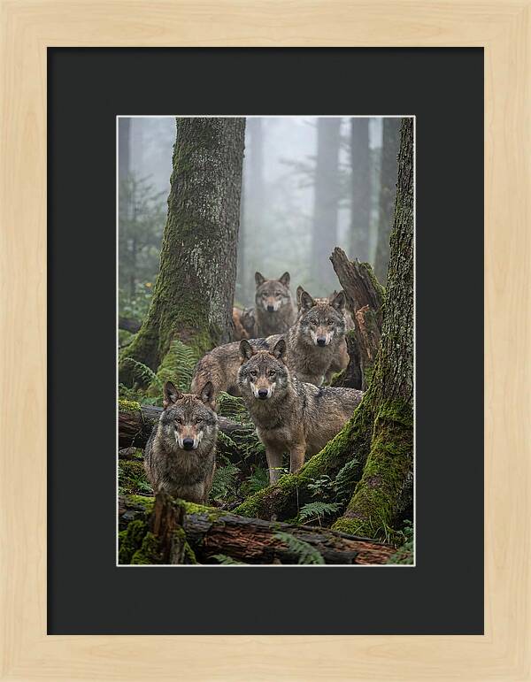 European Wolves In The Mist
