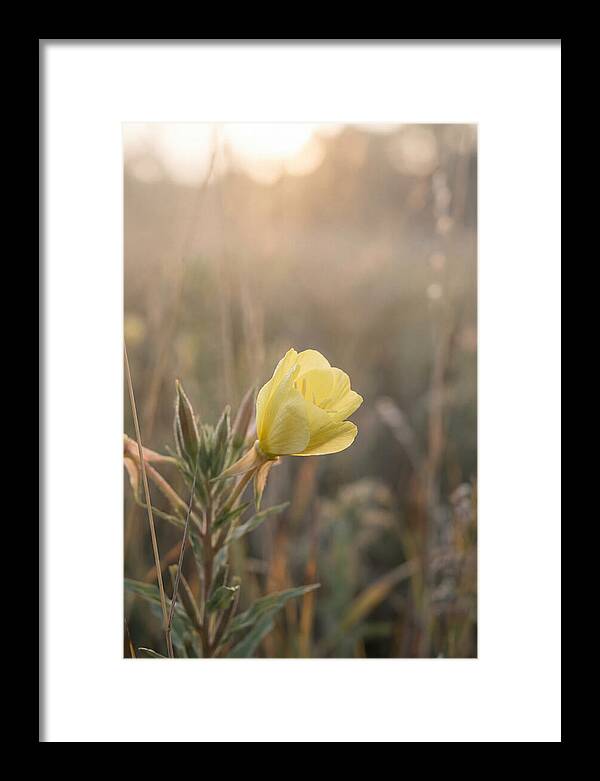 Evening Primrose Blooming Brightly