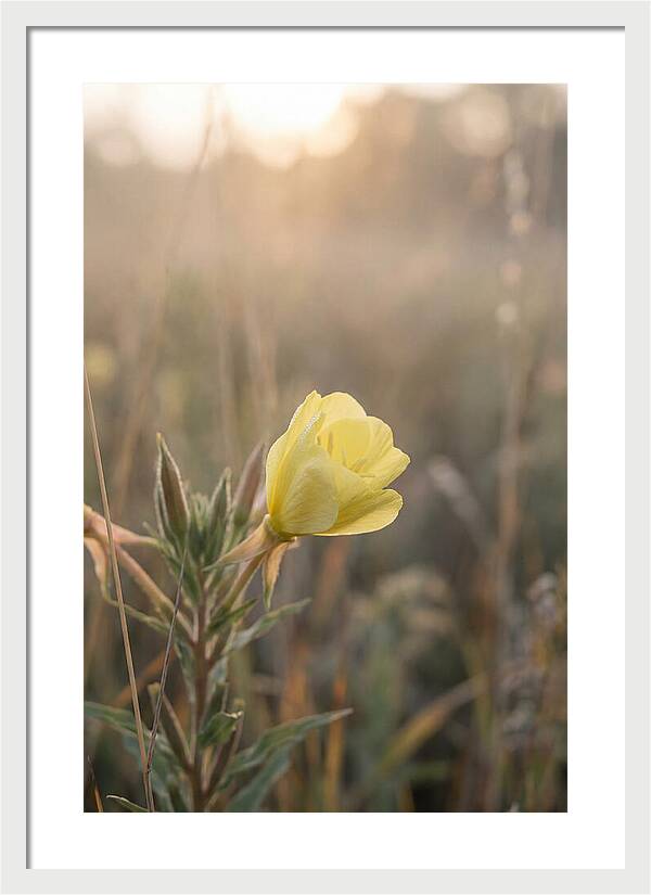 Evening Primrose Blooming Brightly