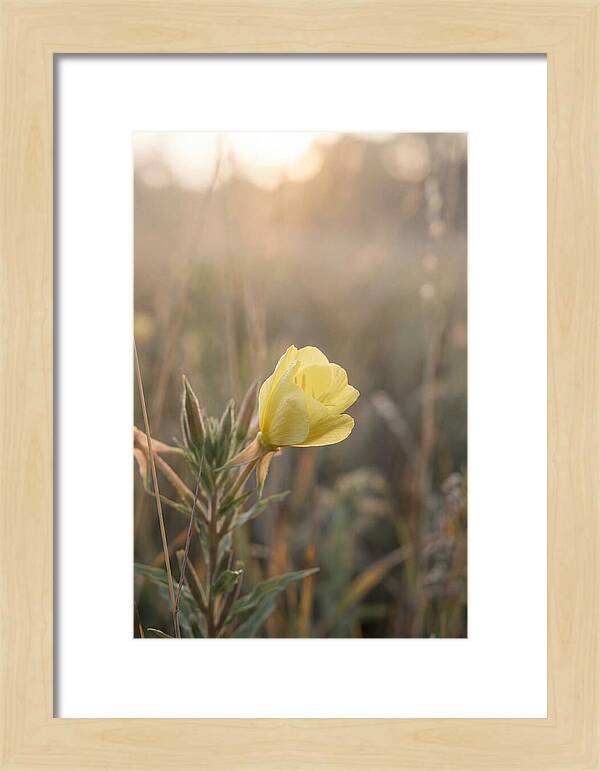 Evening Primrose Blooming Brightly