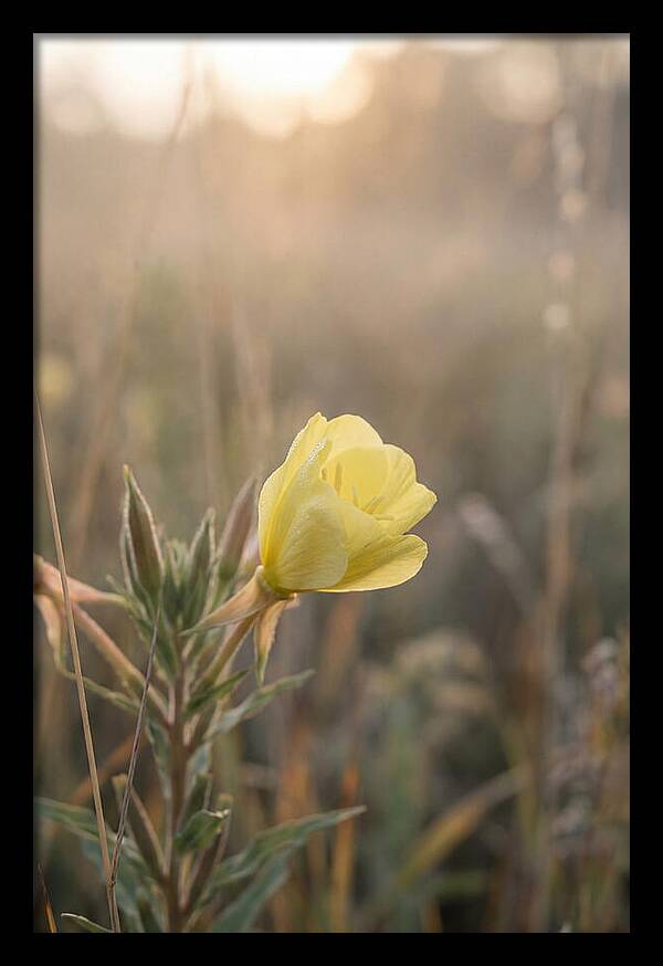 Evening Primrose Blooming Brightly