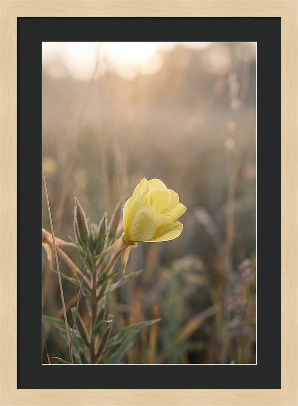 Evening Primrose Blooming Brightly