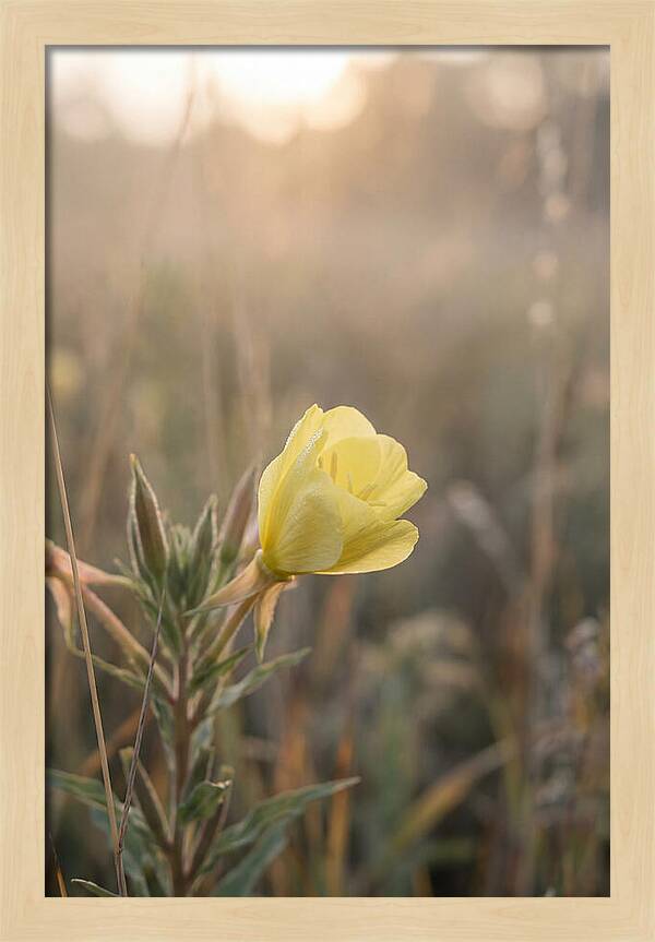 Evening Primrose Blooming Brightly