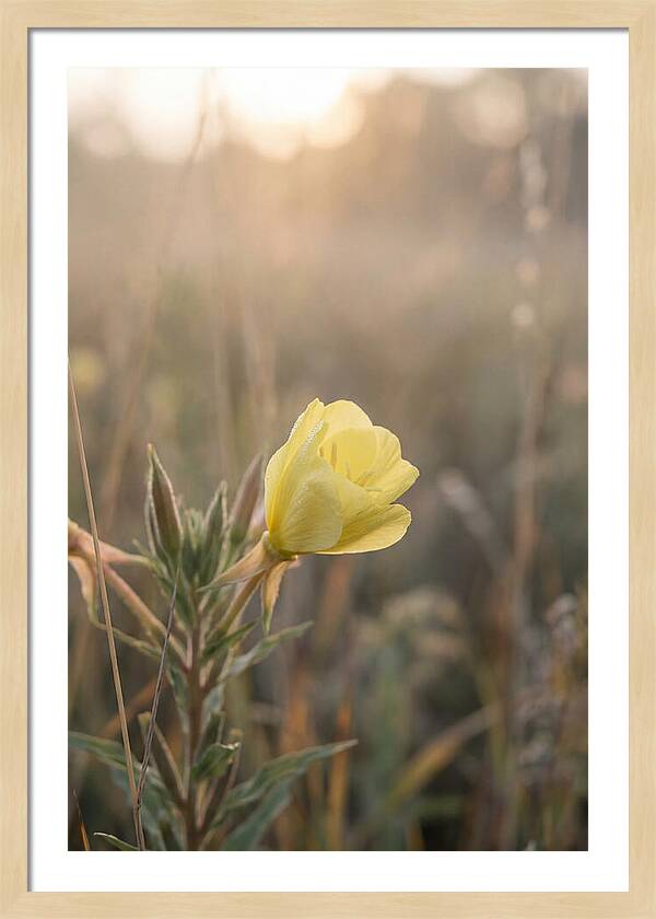 Evening Primrose Blooming Brightly