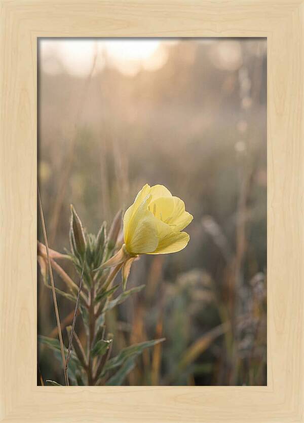 Evening Primrose Blooming Brightly