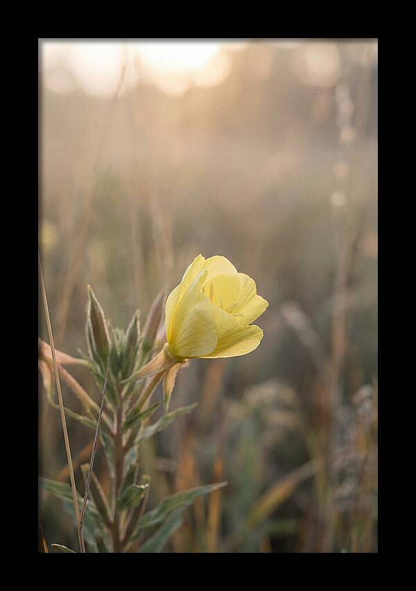 Evening Primrose Blooming Brightly