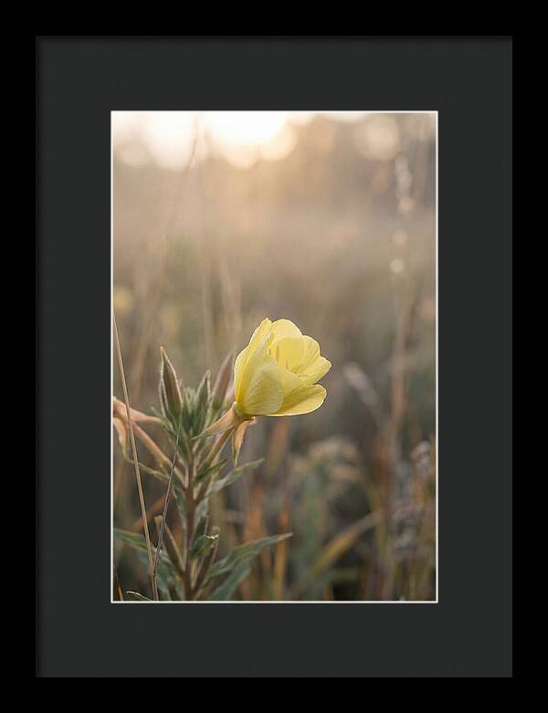 Evening Primrose Blooming Brightly