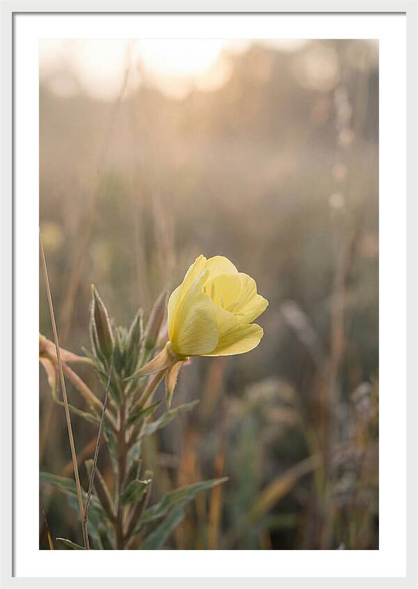 Evening Primrose Blooming Brightly