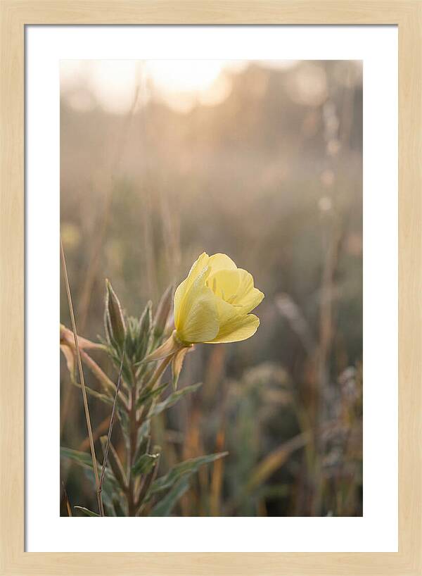 Evening Primrose Blooming Brightly