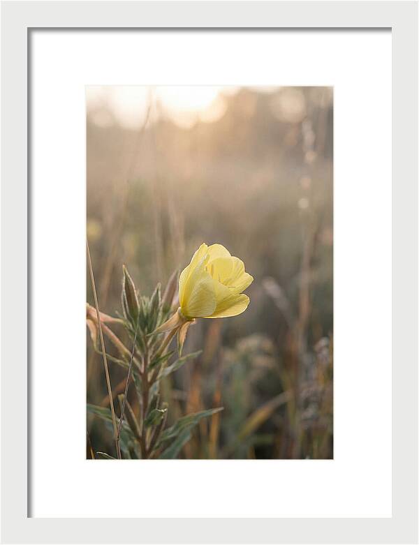 Evening Primrose Blooming Brightly