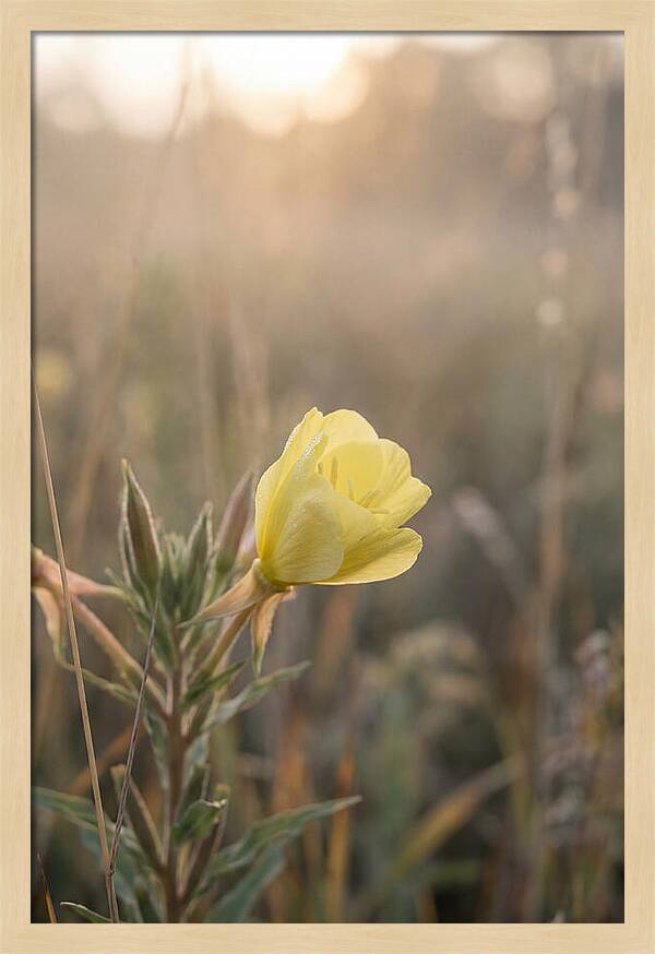 Evening Primrose Blooming Brightly