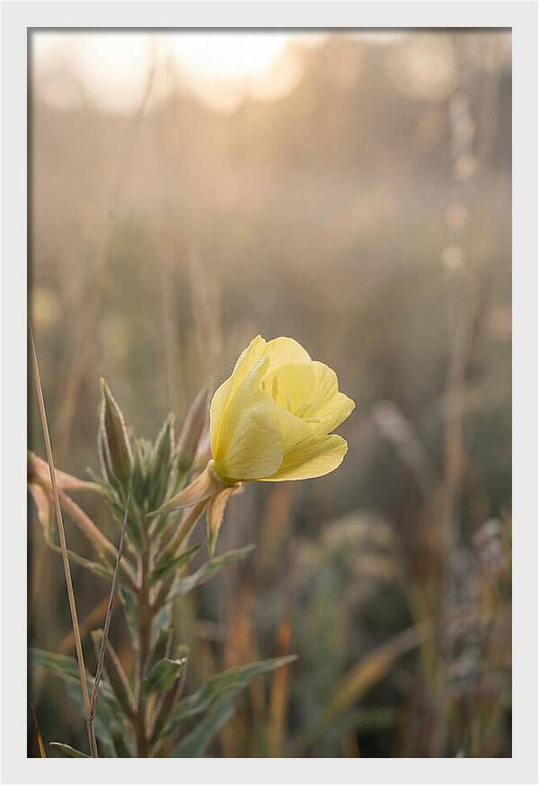 Evening Primrose Blooming Brightly