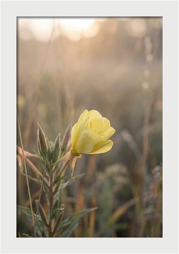 Evening Primrose Blooming Brightly
