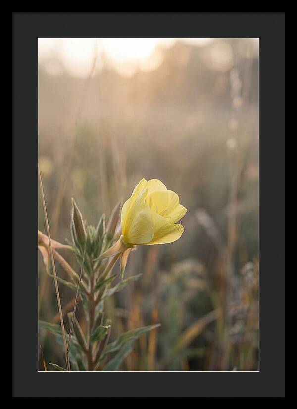 Evening Primrose Blooming Brightly