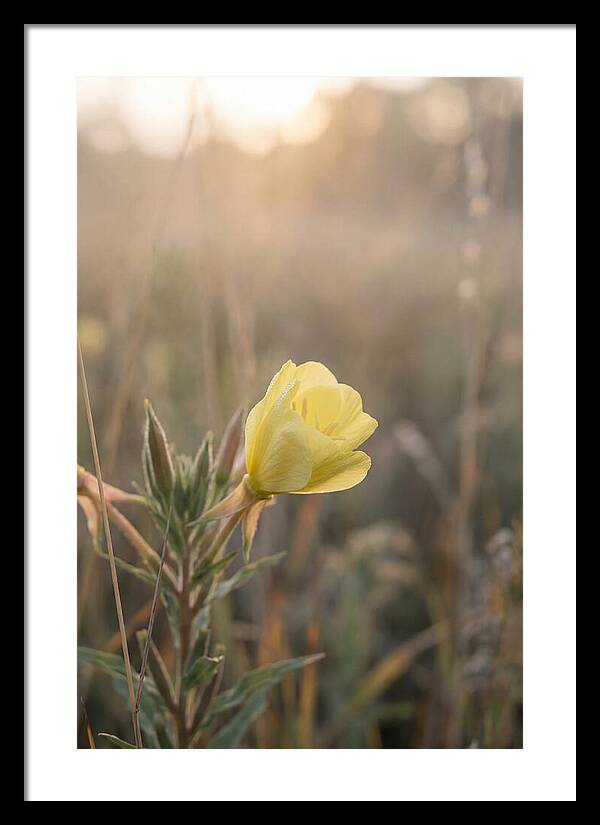 Evening Primrose Blooming Brightly
