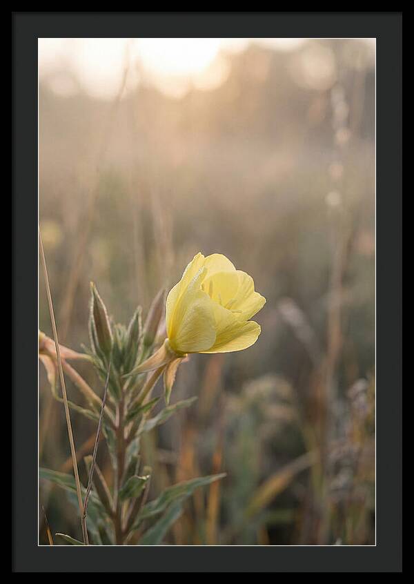 Evening Primrose Blooming Brightly