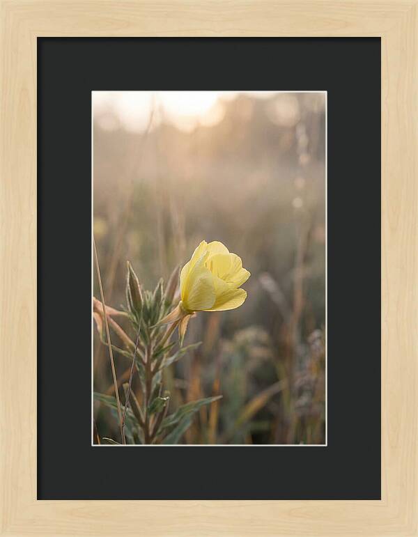 Evening Primrose Blooming Brightly