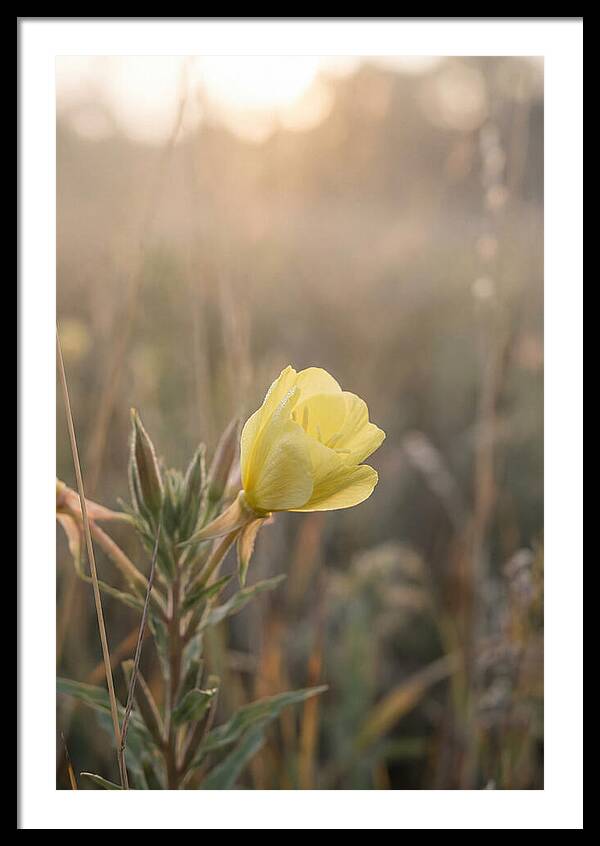 Evening Primrose Blooming Brightly