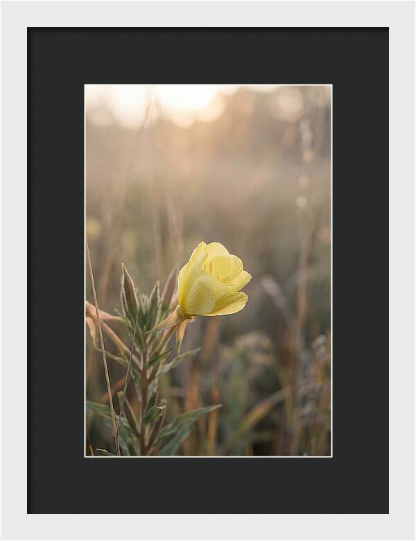 Evening Primrose Blooming Brightly