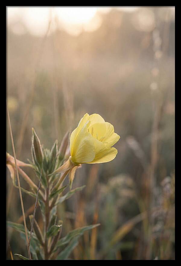 Evening Primrose Blooming Brightly