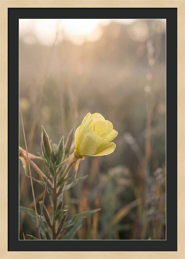 Evening Primrose Blooming Brightly
