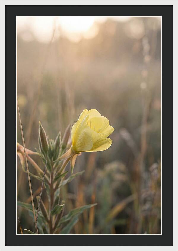 Evening Primrose Blooming Brightly