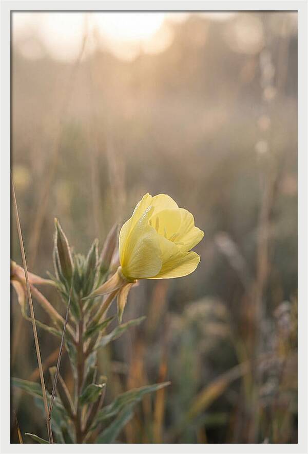 Evening Primrose Blooming Brightly