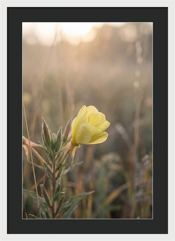Evening Primrose Blooming Brightly