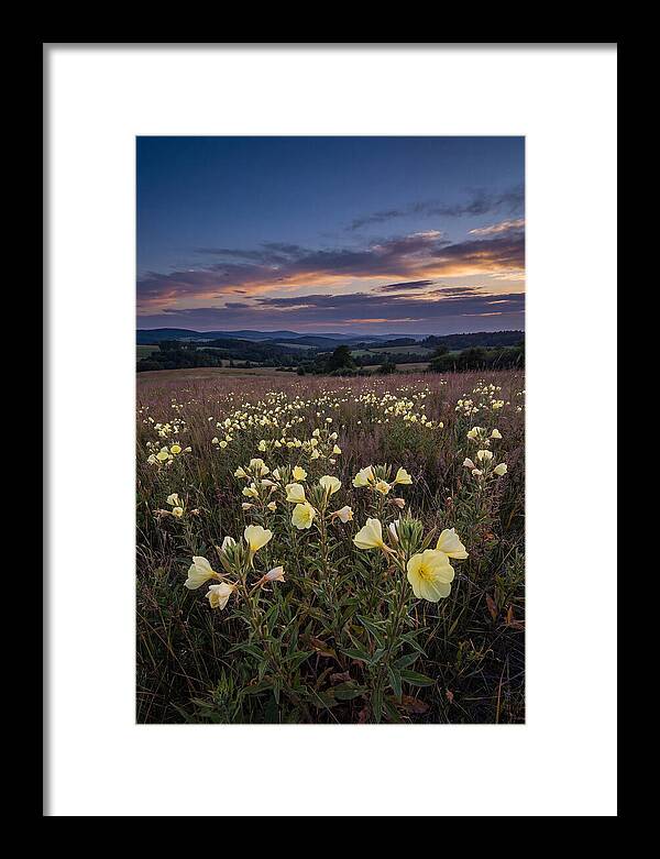 Evening Primrose Blossoms At Dusk