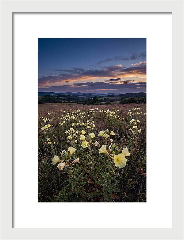 Evening Primrose Blossoms At Dusk