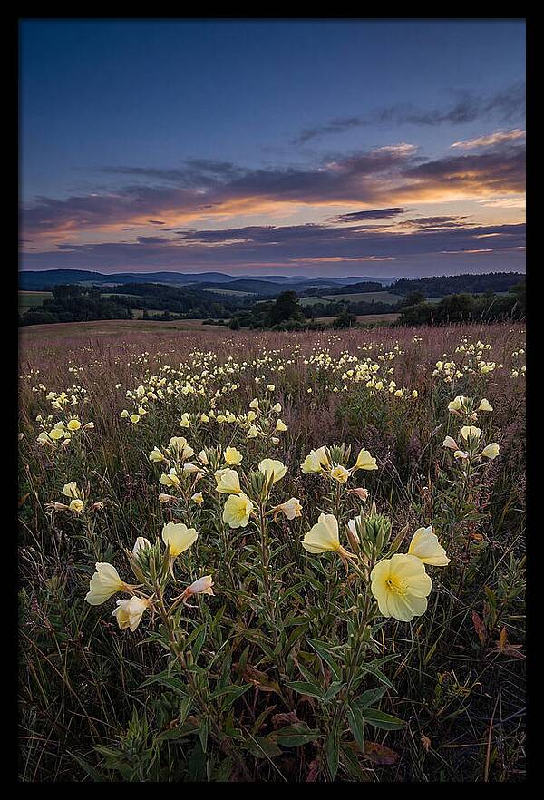 Evening Primrose Blossoms At Dusk