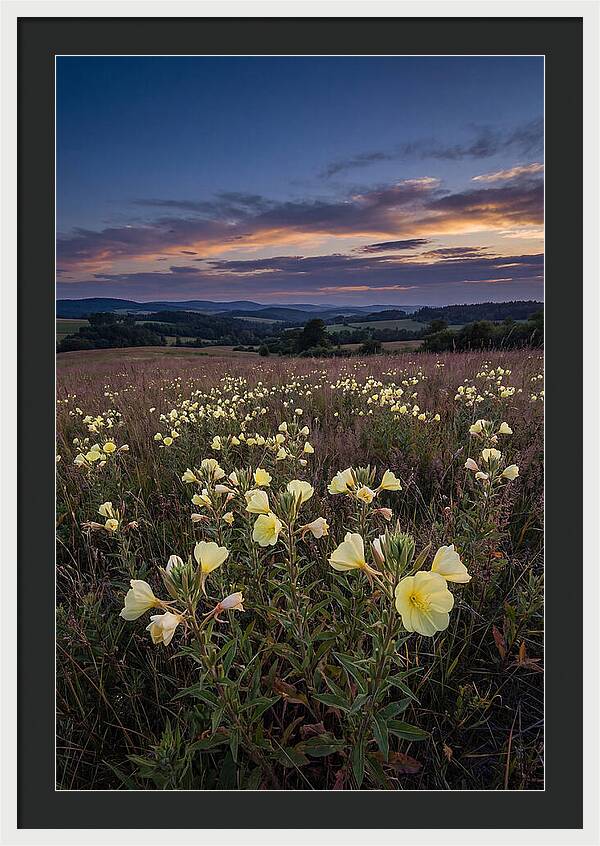 Evening Primrose Blossoms At Dusk