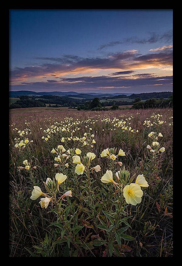 Evening Primrose Blossoms At Dusk