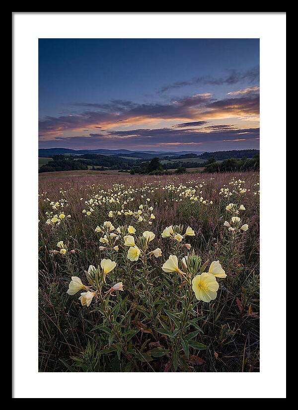 Evening Primrose Blossoms At Dusk