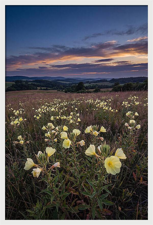 Evening Primrose Blossoms At Dusk