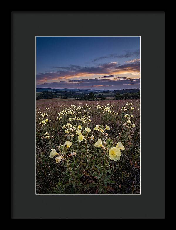 Evening Primrose Blossoms At Dusk