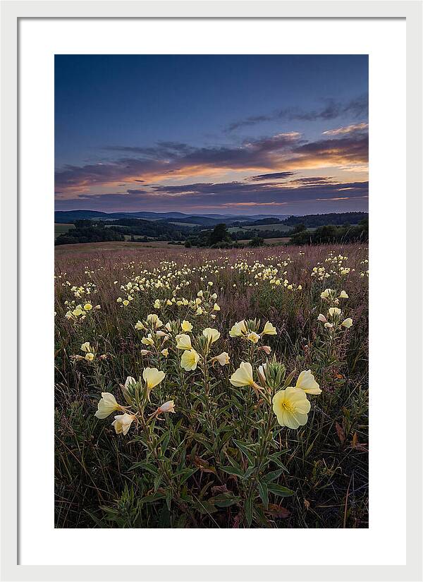 Evening Primrose Blossoms At Dusk