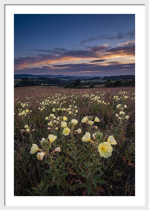 Evening Primrose Blossoms At Dusk