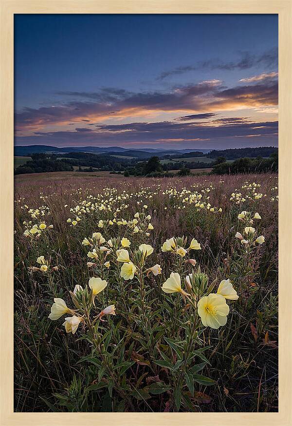 Evening Primrose Blossoms At Dusk