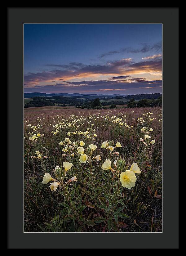 Evening Primrose Blossoms At Dusk