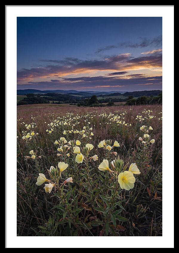 Evening Primrose Blossoms At Dusk
