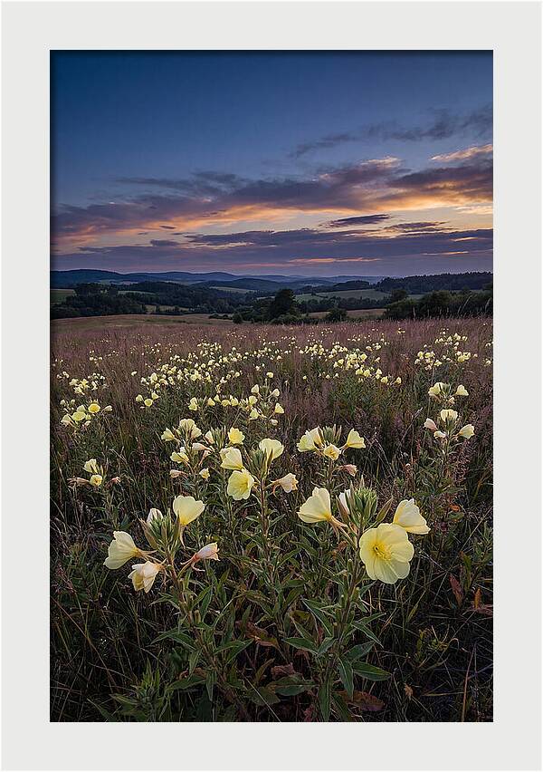 Evening Primrose Blossoms At Dusk