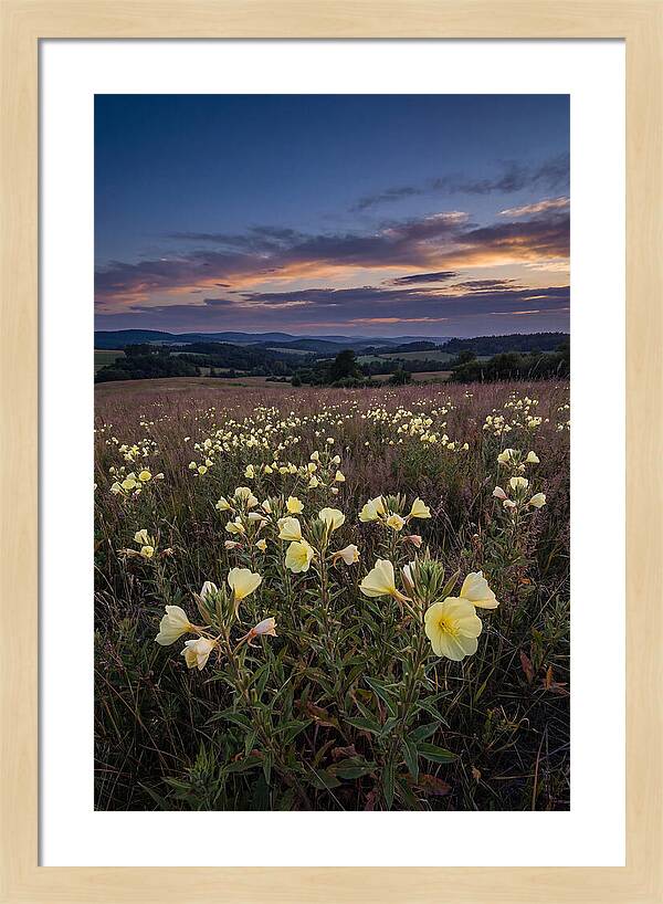 Evening Primrose Blossoms At Dusk