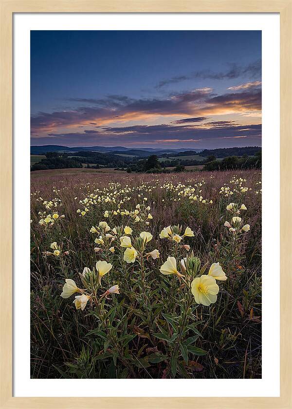 Evening Primrose Blossoms At Dusk
