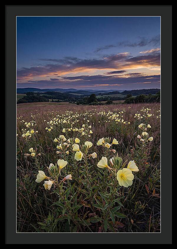 Evening Primrose Blossoms At Dusk