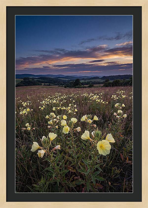 Evening Primrose Blossoms At Dusk