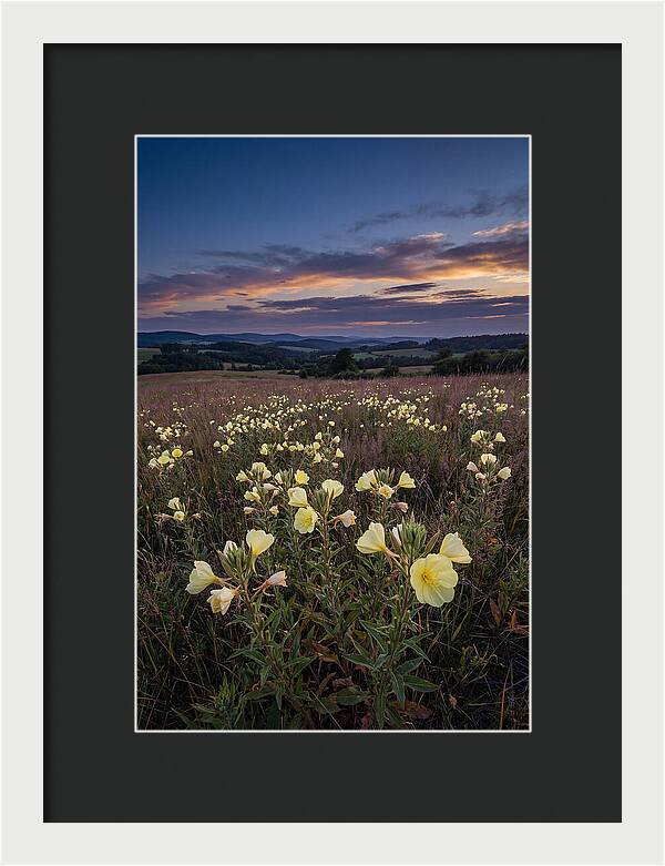 Evening Primrose Blossoms At Dusk